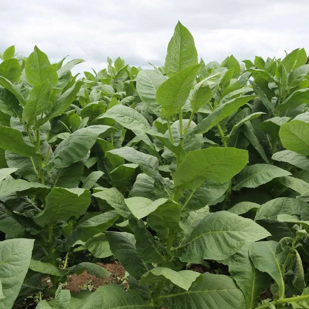 Tehli̇keli̇ Ve Çok Tehli̇keli̇ İşlerde Tütün İşleme Eği̇ti̇mi̇ ve Sektörel Uzmanlık