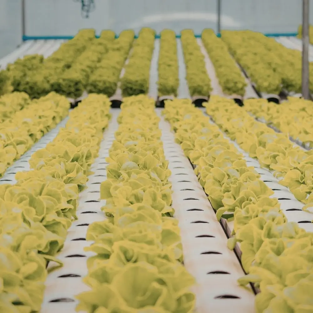 TOPRAKSIZ TARIM EĞİTİMİ